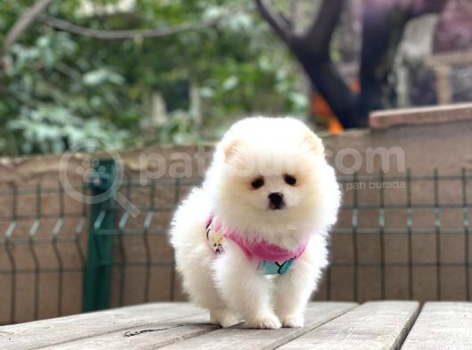 Show Kalite Pomeranian Boo Yavrular görsel