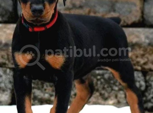 Show Güzelli̇kte Safkan Doberman Yavrular