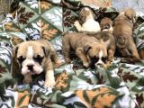 Show Güzelli̇kte İngiliz Buldogg Yavrularımız