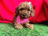 RED BROWN ORİJİNAL TOY POODLE YAVRULARIMIZ