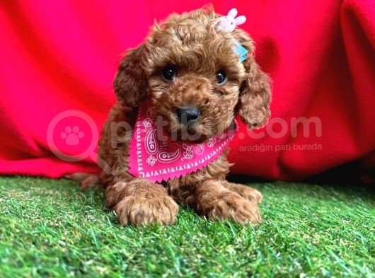 Red Brown Ori̇ji̇nal Toy Poodle Yavrularimiz