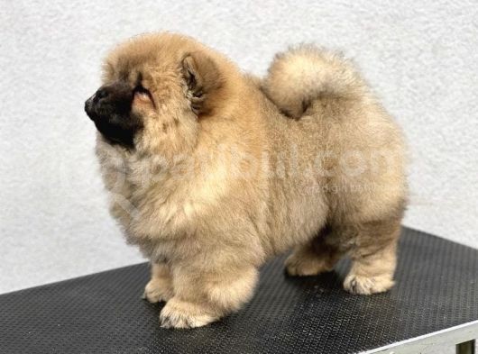Ev Üretimi Safkan Chowchow Yavrular görsel