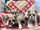 Show Güzelli̇kte İngiliz Buldogg Yavrularımız