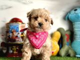 Pamuk şekerim maltipoo