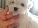Kilo Garantili Maltese Bebekler