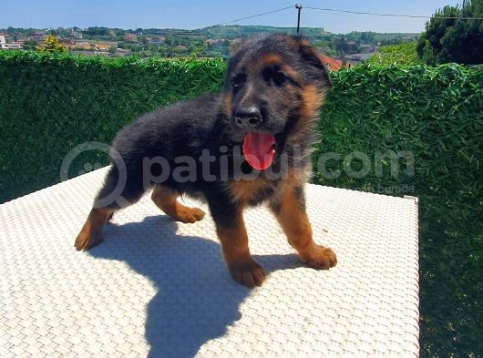 Düşük Bel K9 Alman Kurdu Yavrularımız görsel