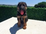 Düşük Bel K9 Alman Kurdu Yavrularımız
