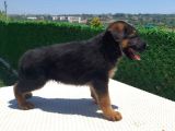 Düşük bel K9 Alman kurdu yavrularımız