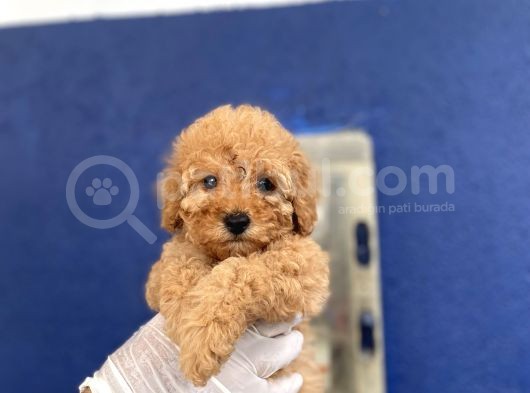 Muhtesem Toy Poodle Yavrulari görsel