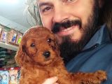 Toy Poodle Yavrular Sanslipatiler