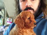 Toy Poodle Yavrular Sanslipatiler