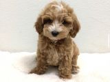 A Kali̇te Malti̇poo Bebekler