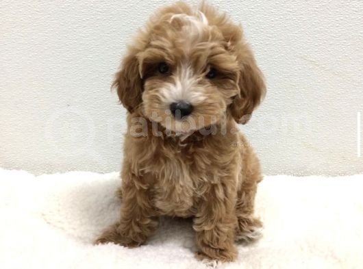 A Kali̇te Malti̇poo Bebekler görsel