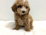 A KALİTE MALTİPOO BEBEKLER