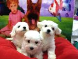 Von Alp Pet Garantisiyle Maltese Terri̇er Bebekler