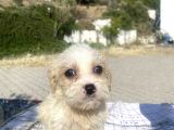 0 No Masum Bakışlı Maltipoo Kızımız