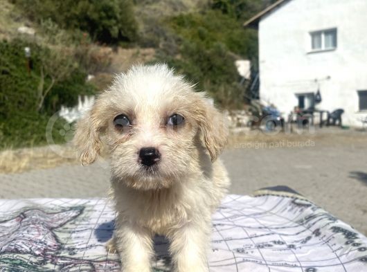 0 No Masum Bakışlı Maltipoo Kızımız görsel