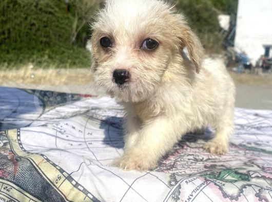 0 No Masum Bakışlı Maltipoo Kızımız görsel