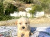 teacup maltipoo oğlumuz