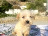 Teacup Maltipoo Oğlumuz