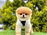 1 Yaş Teacup 1800Gram Boo En İyisi