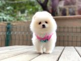 Show Kalite Pomeranian Boo Yavrular