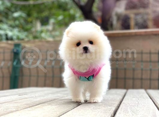 Show Kalite Pomeranian Boo Yavrular görsel