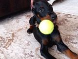 Doberman En İyi̇si̇ni̇ İsteyen Bi̇ze Ulaşabi̇li̇r