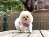 Show Kalite Pomeranian Boo Yavrular