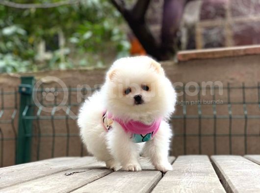 Show Kalite Pomeranian Boo Yavrular görsel