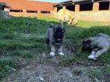 Üst Düzey Kangal Yavrular