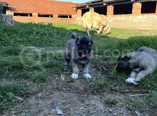 Üst Düzey Kangal Yavrular görsel