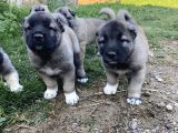 Üst Düzey Kangal Yavrular
