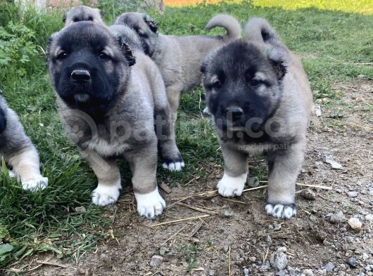 Üst Düzey Kangal Yavrular görsel