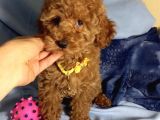 Red Brown Poodle Yavrularımız Dişi Ve Erkek