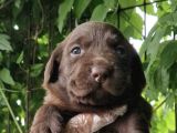 SAFKAN LABRADOR YAVRULARIM TESLİME HAZIR