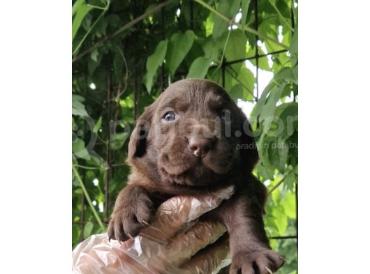 Safkan Labrador Yavrularim Tesli̇me Hazir