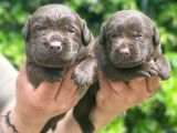CHOCOLATE LABRADOR YAVRULARIM TESLİME HAZIR