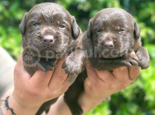 Chocolate Labrador Yavrularim Tesli̇me Hazir