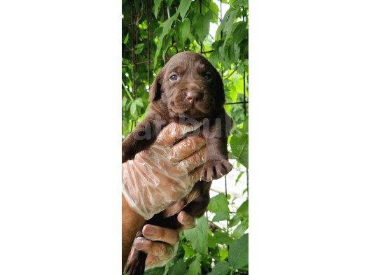 Safkan Labrador Yavrularim Tesli̇me Hazir görsel