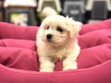 Vonalp Pet  Garanti̇si̇yle Sevi̇mli̇ Maltese Terri̇er Yavrularimiz