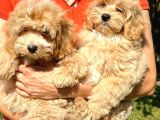 BEBEK YÜZLÜ MALTİPOO YAVRULARIMIZ