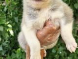 Renk Renk Husky Bebekler
