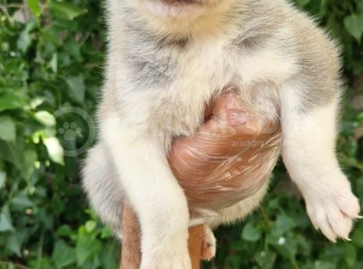 Renk Renk Husky Bebekler görsel