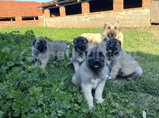 Üst Düzey Kangal Yavrular