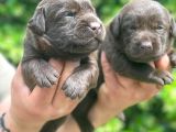 Chocolate Labrador Yavrularim Tesli̇me Hazir