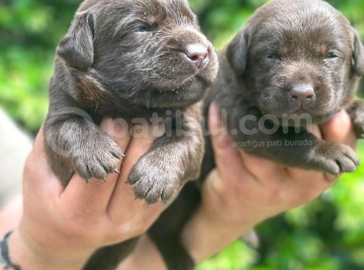 Chocolate Labrador Yavrularim Tesli̇me Hazir görsel