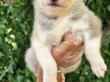 Renk Renk Husky Bebekler