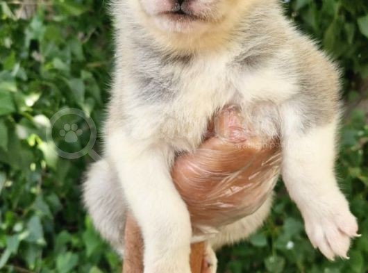 Renk Renk Husky Bebekler görsel