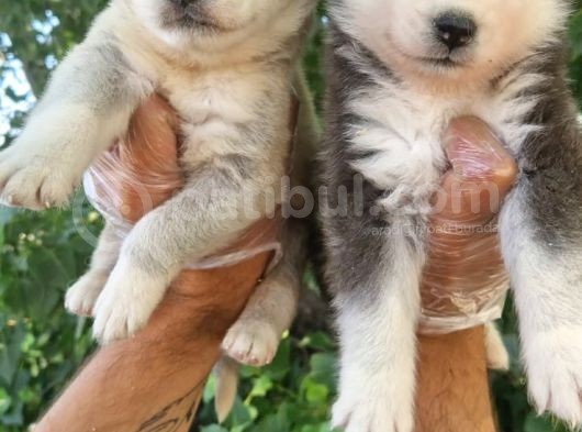 Renk Renk Husky Bebekler